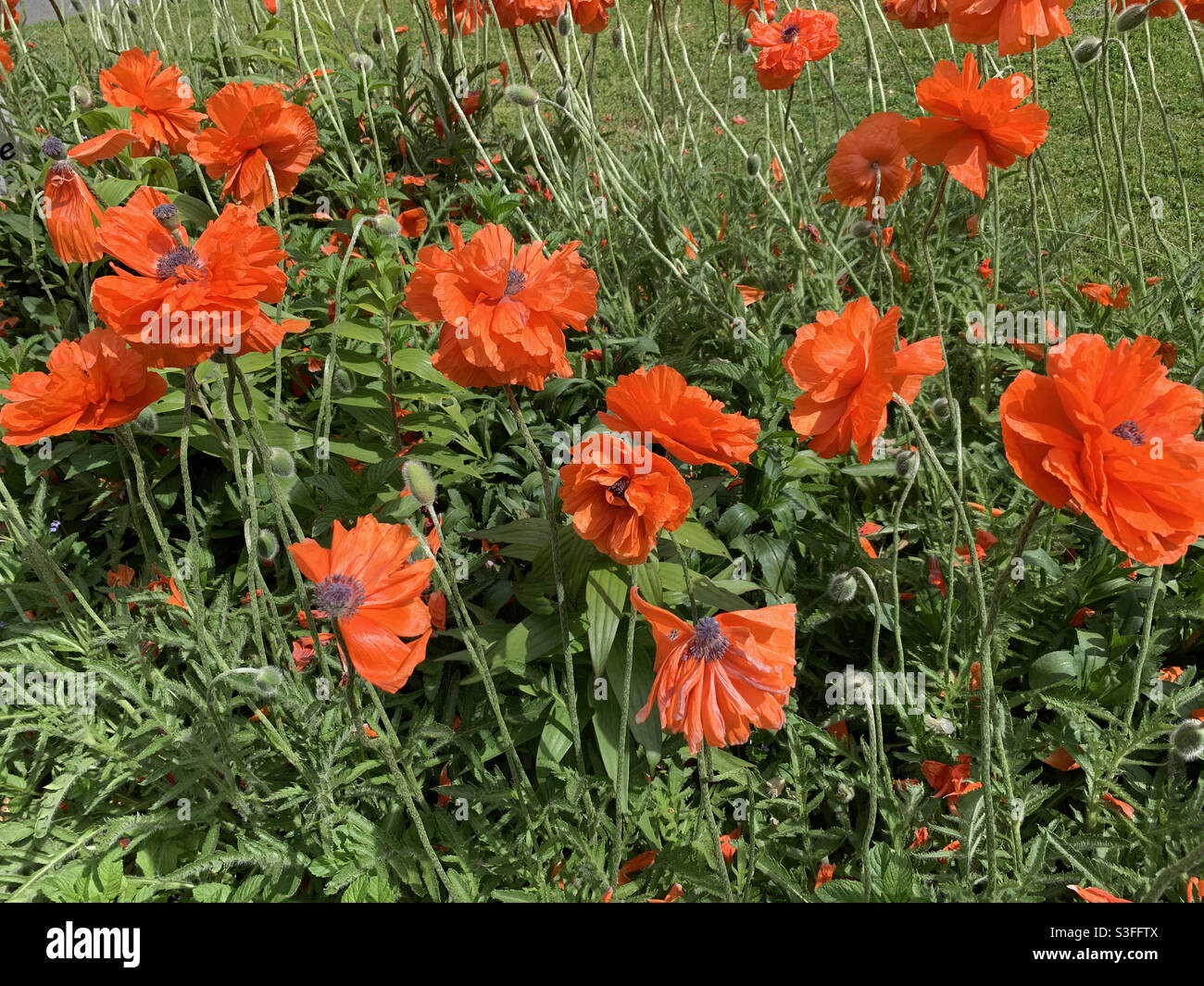 Papaveri di arancia in estate calore contro il verde fogliame - Immagine stock catturata con smartphone