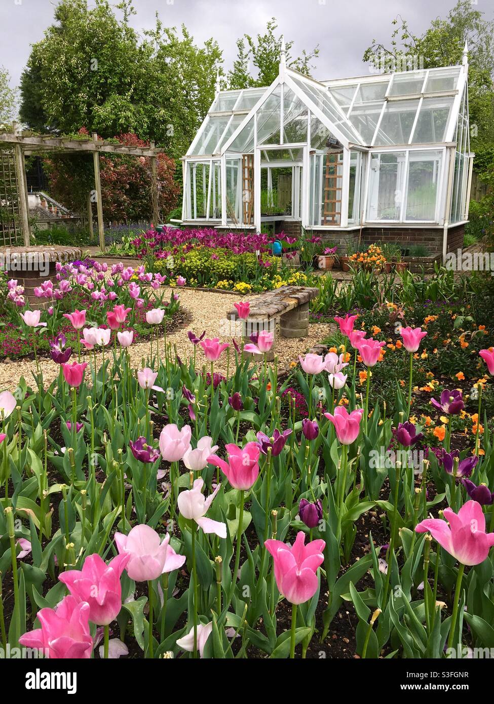 Giardino con vaso bianco capannone serra con abbastanza rosa e. tulipani viola in primo piano Foto Stock