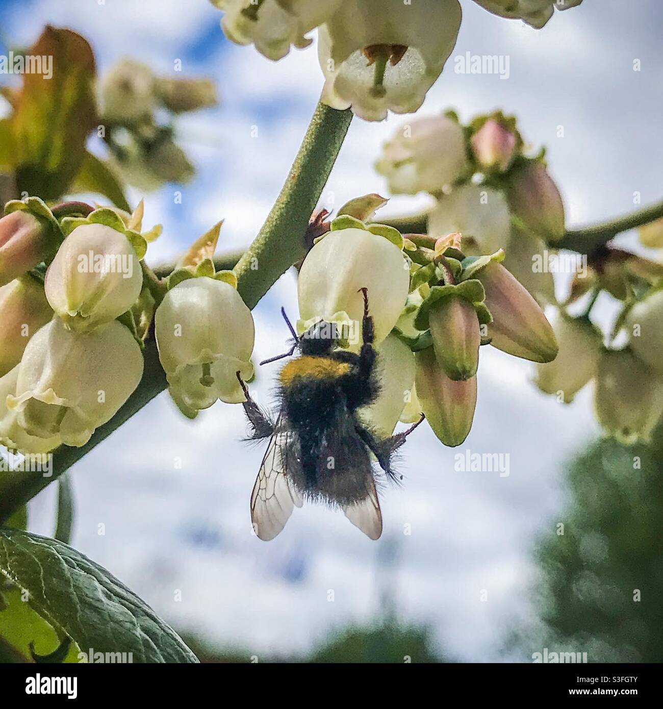 Un'ape impollinante una macchia di mirtillo fiorente Foto Stock