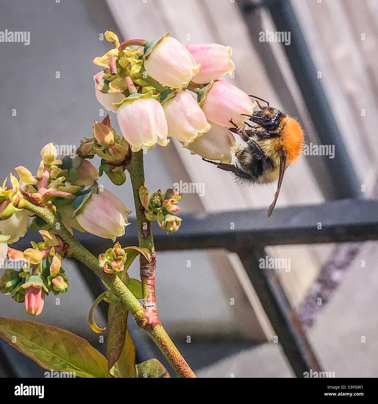 Un'ape impollinante una macchia di mirtillo fiorente Foto Stock