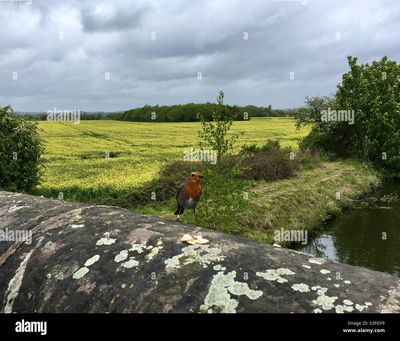 Robin Redbreast su un ponte nella campagna inglese - Immagine stock catturata con smartphone