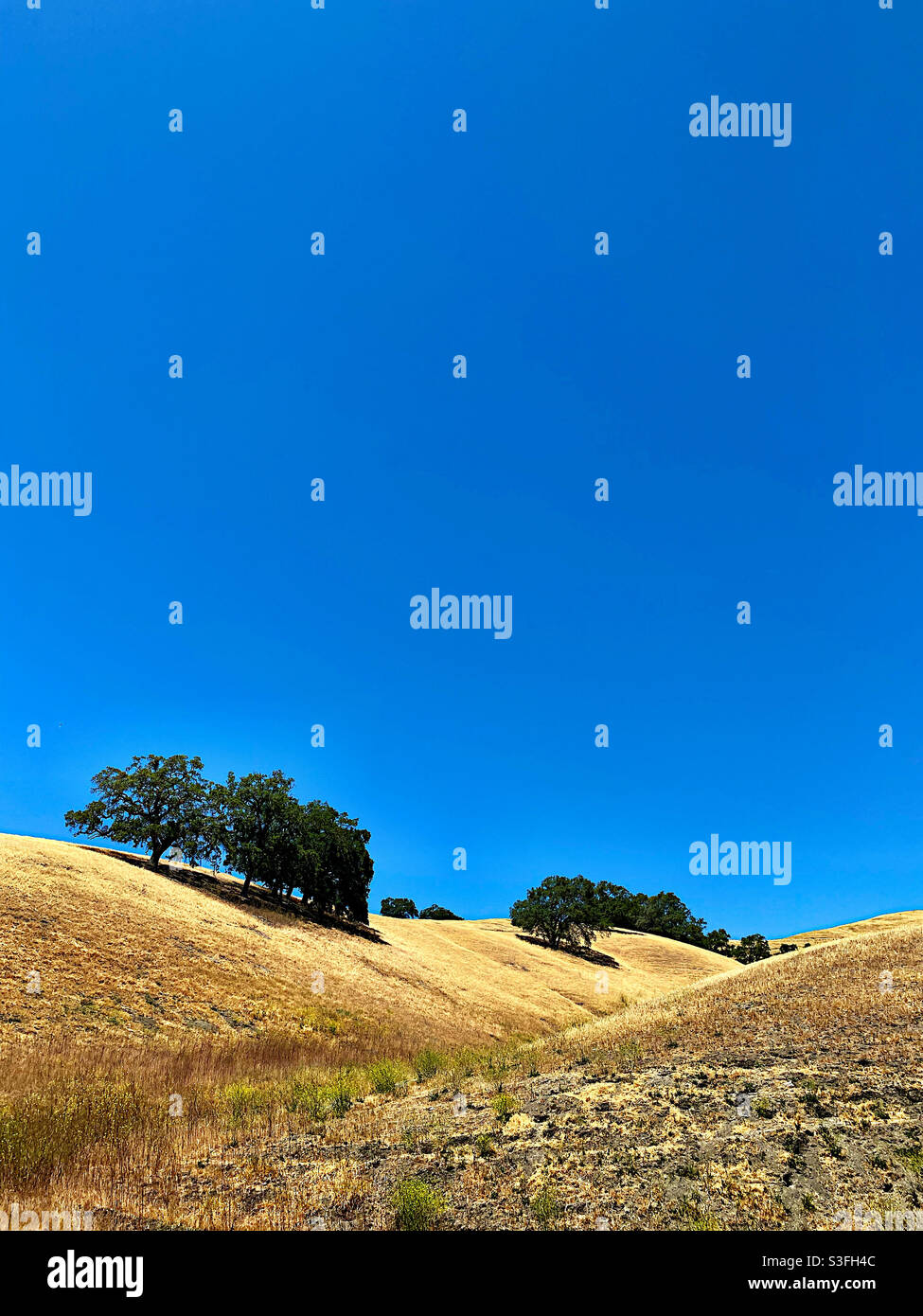 Alberi di quercia in praterie secche, sotto un cielo limpido e blu - Immagine stock catturata con smartphone