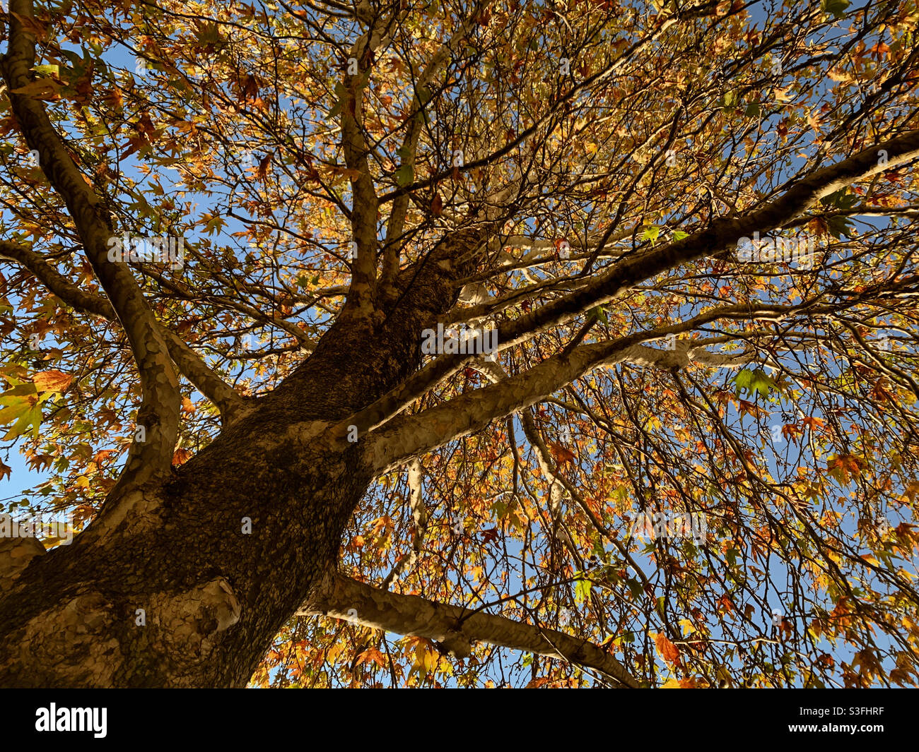L'autunno lascia su un albero deciduo a Canberra Australia, prospettiva, cielo blu - Immagine stock catturata con smartphone