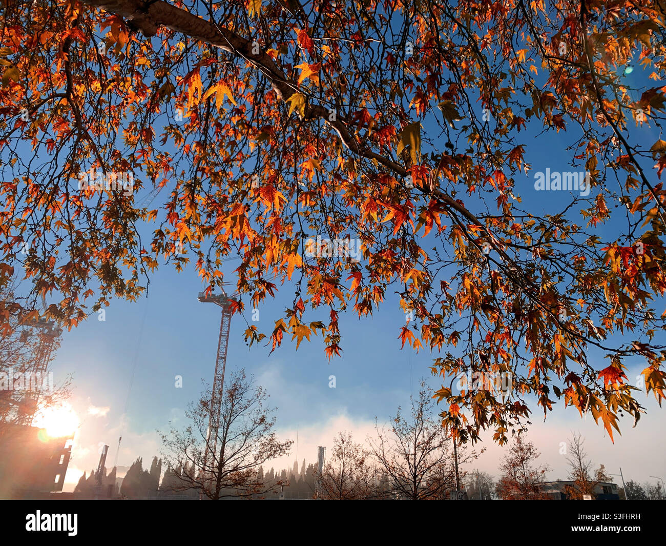 Rosso arancio autunno foglie sull'albero con il sole che sorge dietro la città sullo sfondo, cielo blu, nuvole, cambio di stagione - Immagine stock catturata con smartphone