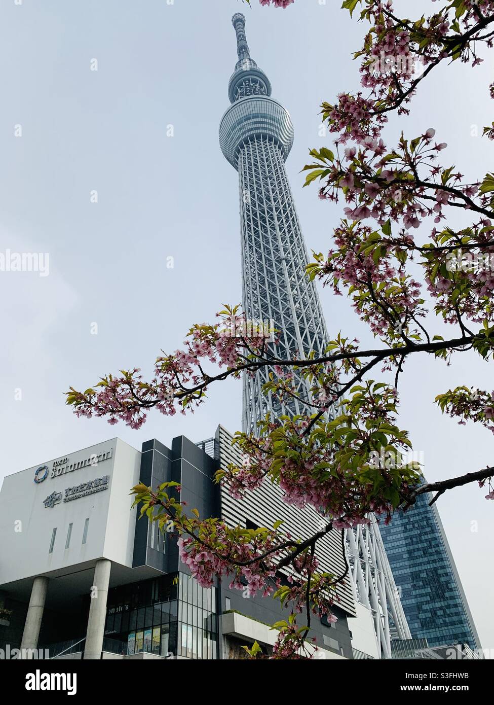 Tokyo Skytree si trova a Sumida City, Tokyo. È la torre più alta del Giappone, con un'altezza di 634 metri. È bello, ma sembra più bello durante la stagione dei fiori di ciliegia. Foto Stock