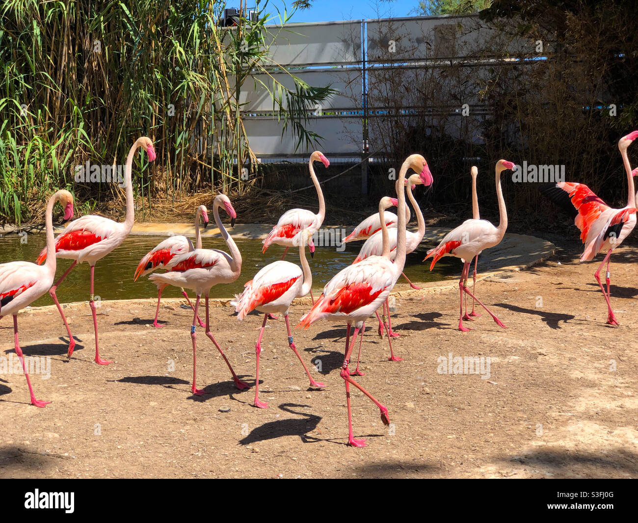 Fenicotteri allo zoo di Limassol, Cipro Foto Stock