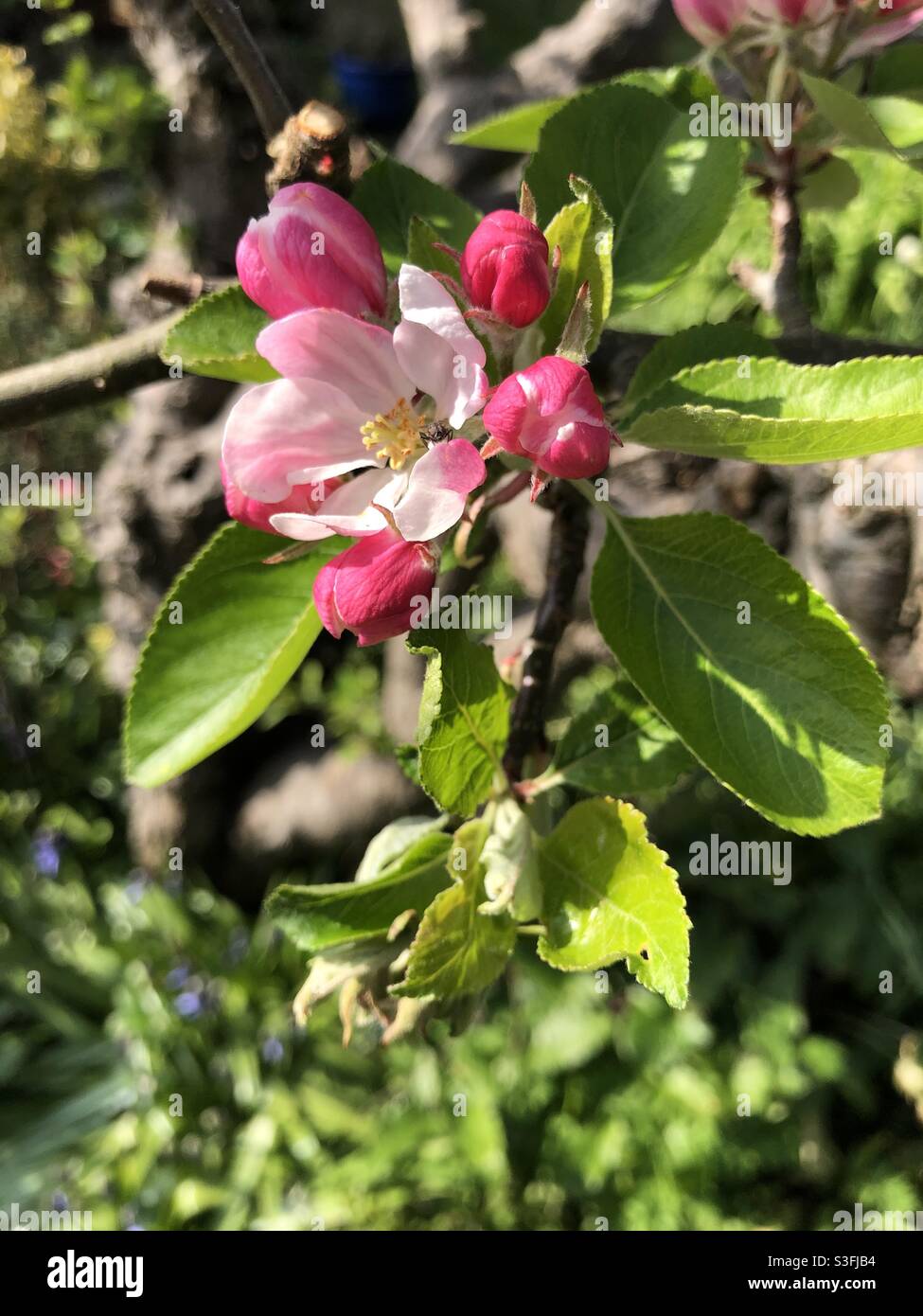 Apple fiorisce su un albero in primavera, Nord Yorkshire, Inghilterra, Regno Unito - Immagine stock catturata con smartphone
