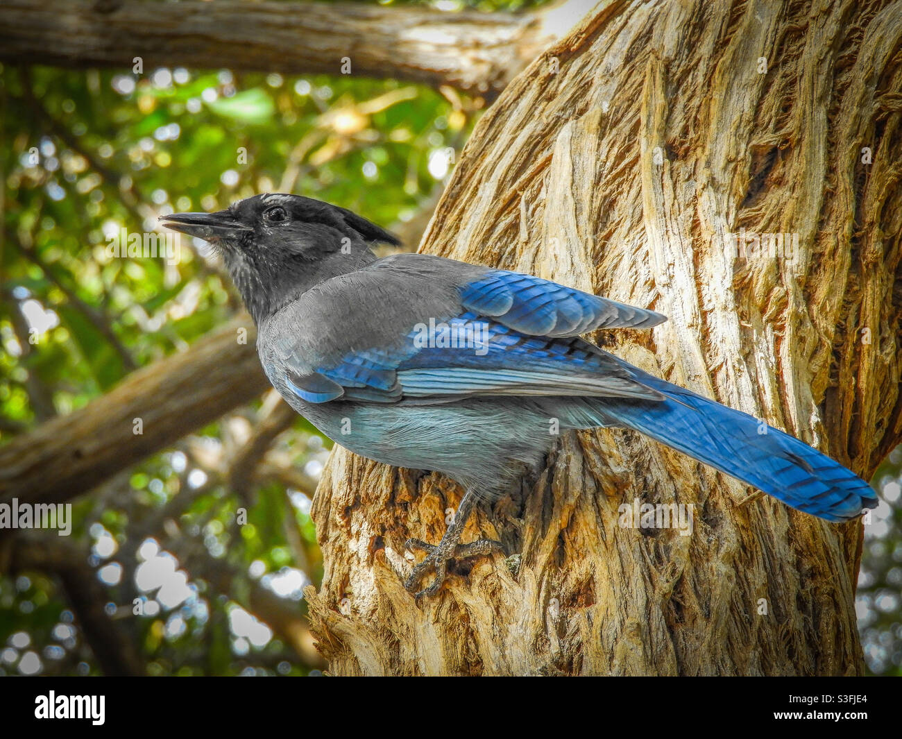 Il Jay di Steller si aggrappato al fianco di un albero. Foto Stock