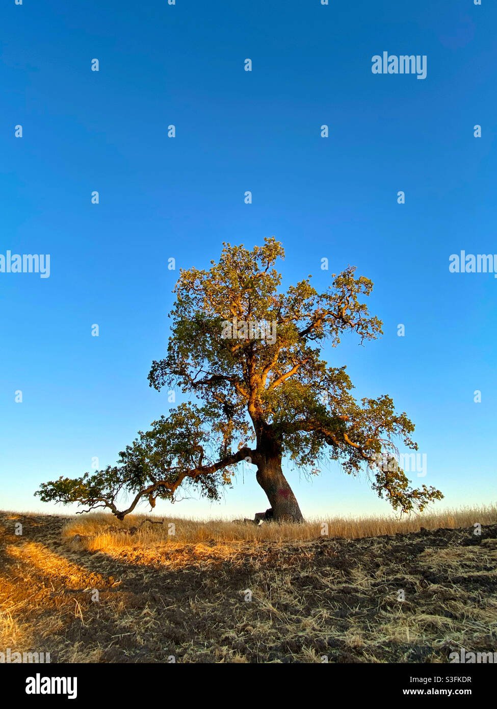 Un solo albero di quercia con cielo azzurro e limpido Foto Stock