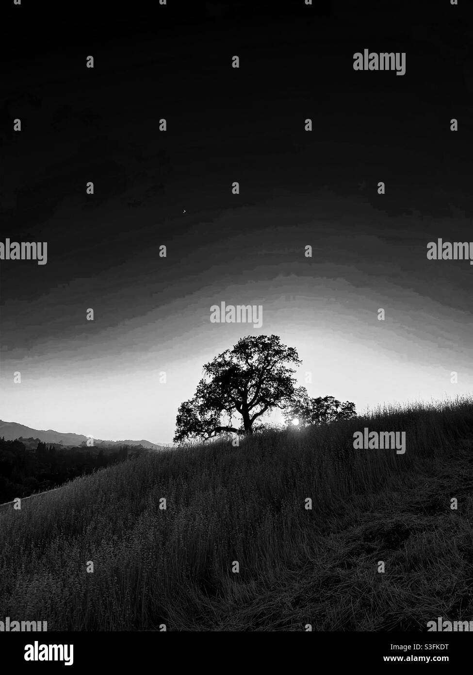 Singolo albero di quercia con silhouette sul giocattolo, in bianco e nero Foto Stock