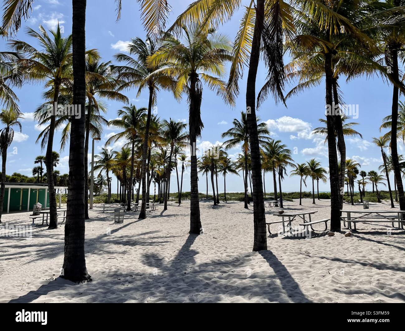 Boschetto di cocco sulla spiaggia, Crandon Park, Florida Foto Stock