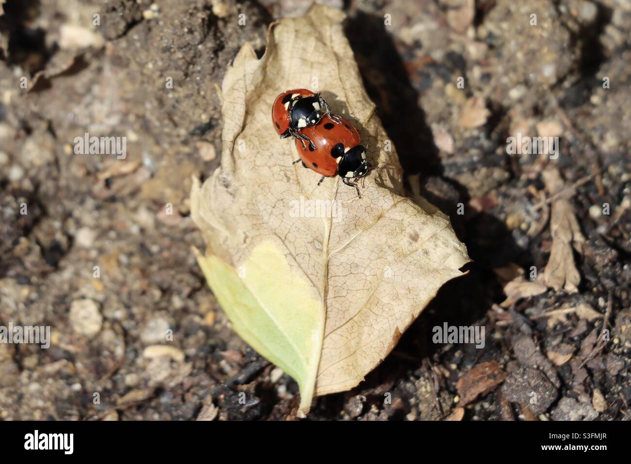 Ladybugs coppia accoppiamento su una foglia - Immagine stock catturata con smartphone