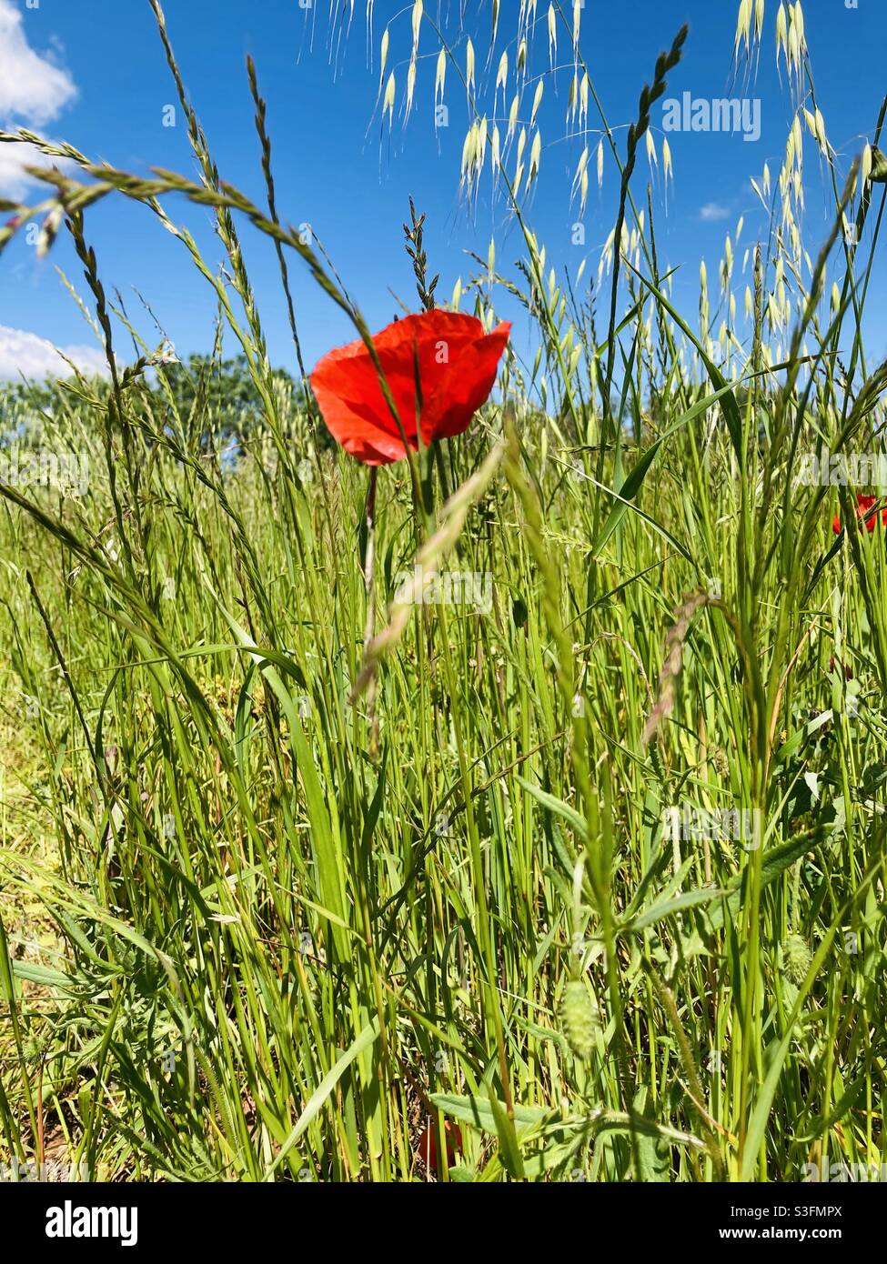 Quelle jolie fleur on ne voit qu’elle dans un champs vert et un ciel bleu . 2021 maggio - Var Foto Stock