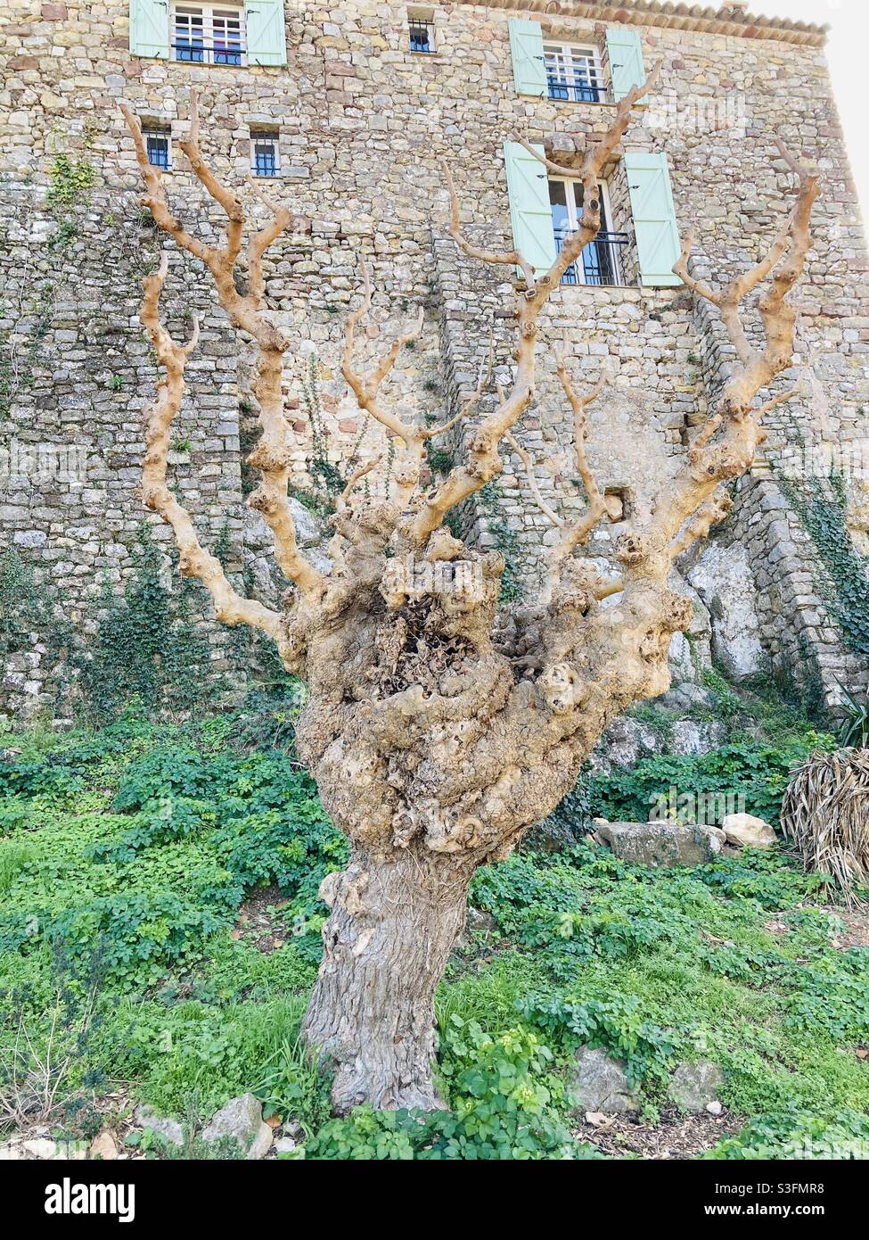 CET arbre aux branches et tronc étranges qui lui donne une forme bossu et vieux avec en fond un Grand mur de Pierre . Jolie vue d’un vieux Village varois . Maggio 2021 Foto Stock