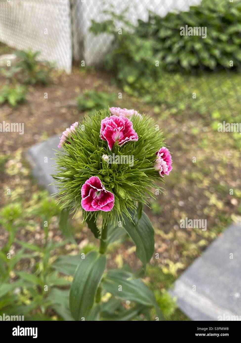 William dolce fiorire in cortile. Foto Stock