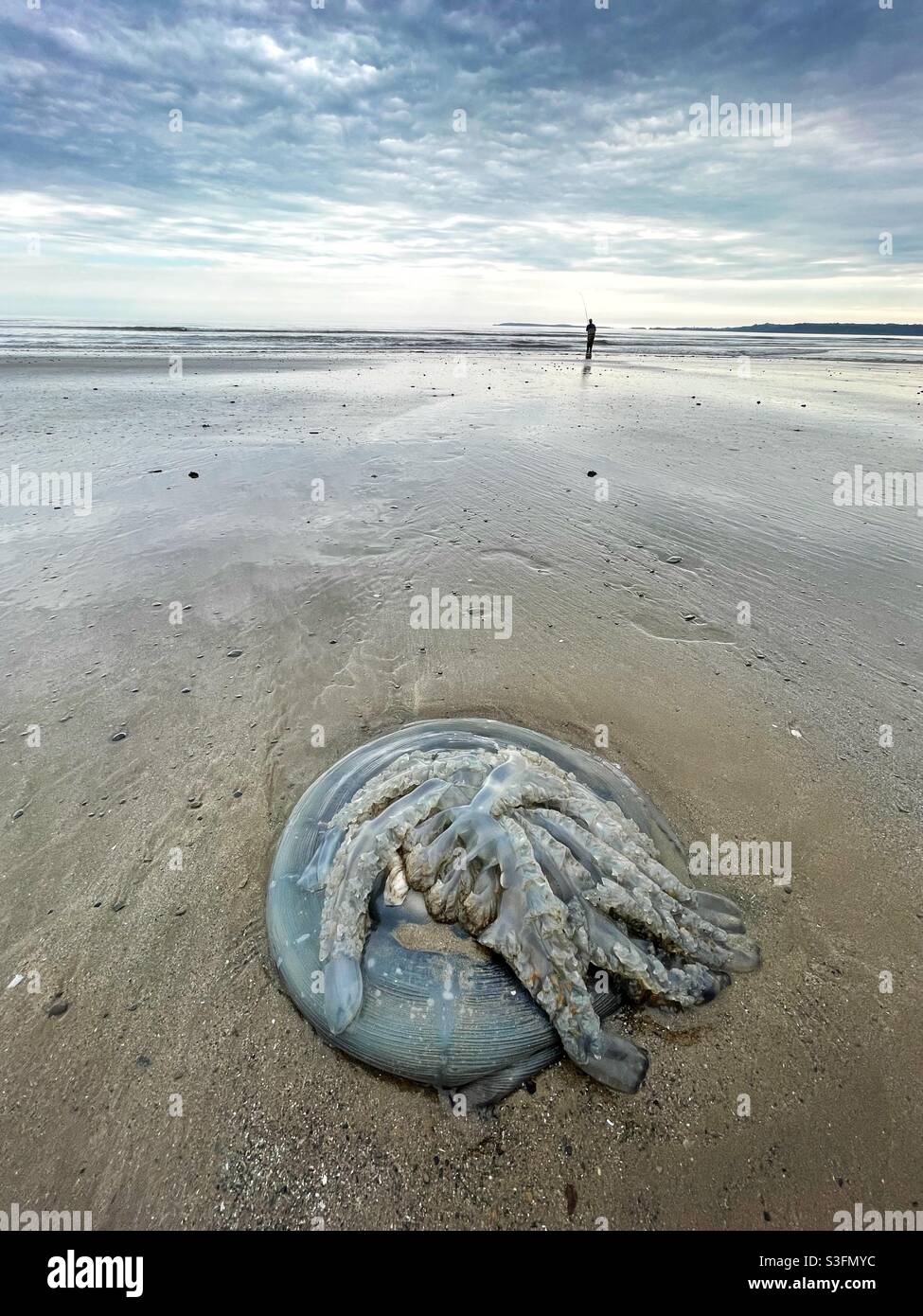 Pesce di jellyfish intrecciato su una spiaggia gallese con un pescatore solista in lontananza. Maggio. Foto Stock