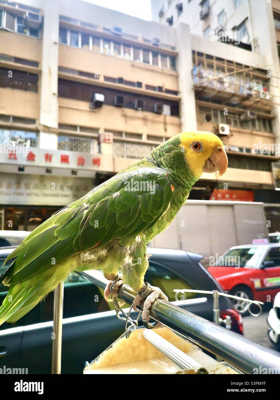 Un simpatico pappagallo prigioniero in Tai Kok Tsui a Kowloon, Hong Kong. - Immagine stock catturata con smartphone