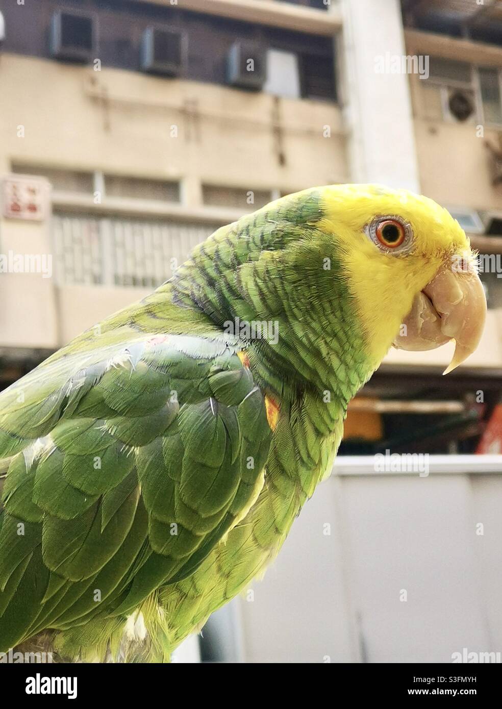 Un closeup di un pappagallo carino prigioniero di Macaw . - Immagine stock catturata con smartphone