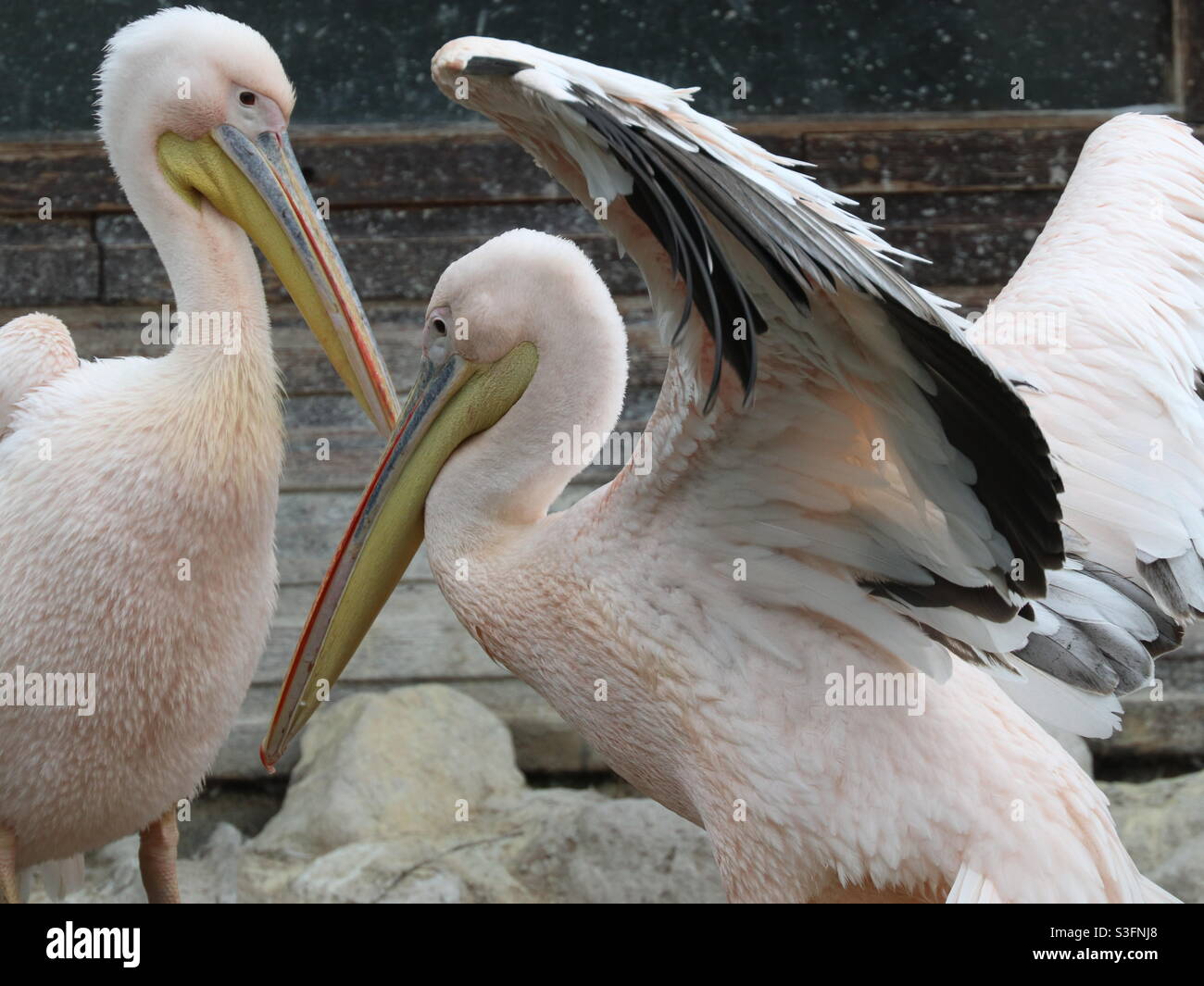 Buon Birdsa Foto Stock