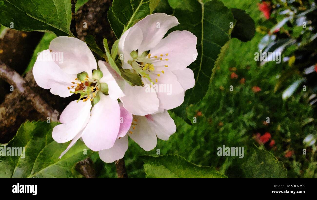 Fiori rosa chiaro di melo su una tosse di melo in primavera in Inghilterra, Regno Unito Foto Stock