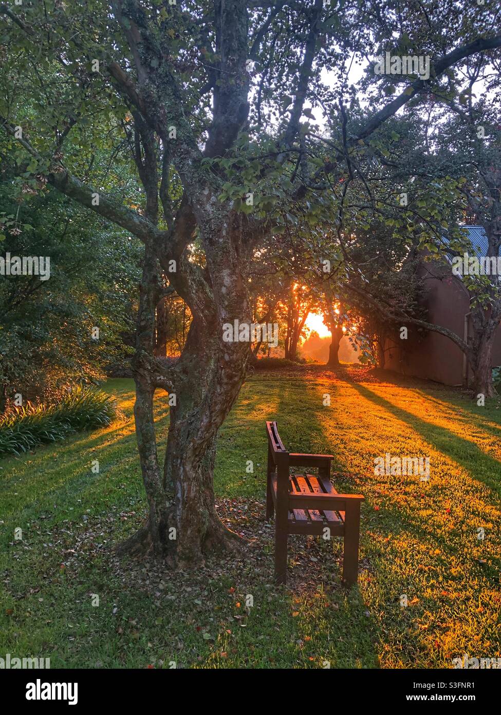 La luce del sole che filtra attraverso gli alberi in una bella mattina nelle Midlands Natal di Kwa-Zulu in Sud Africa - Immagine stock catturata con smartphone