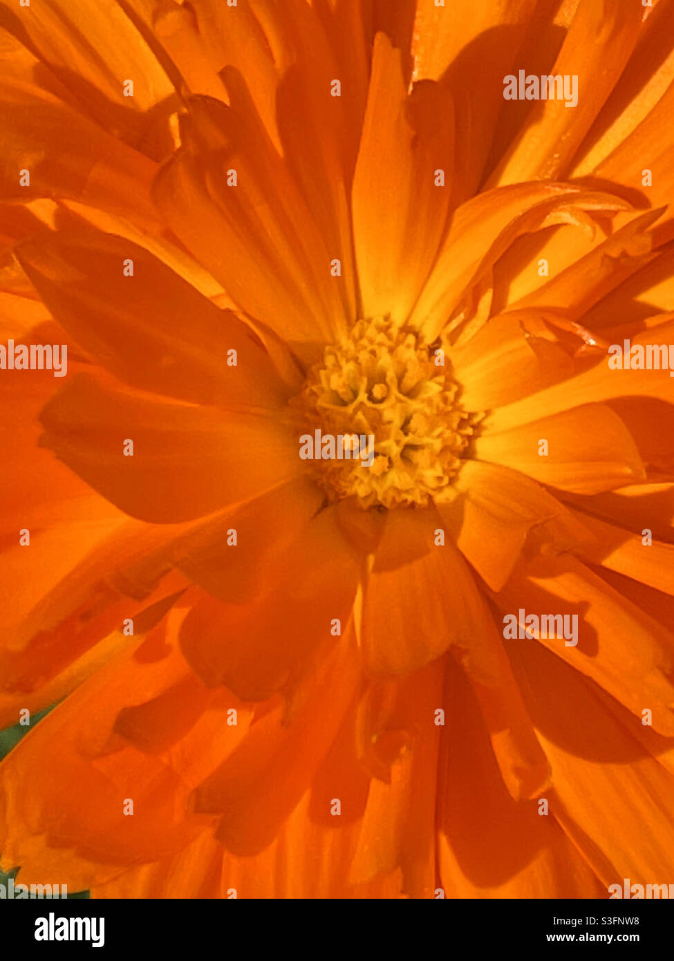 Fiore di arancia. Chiudere la vista. Foto Stock