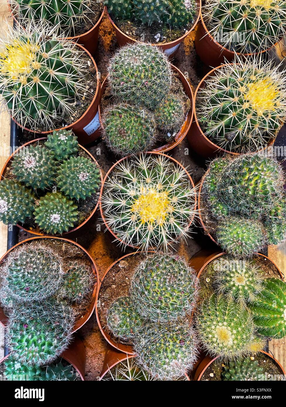 Una selezione di cactus spirosi in pentole. Foto Stock
