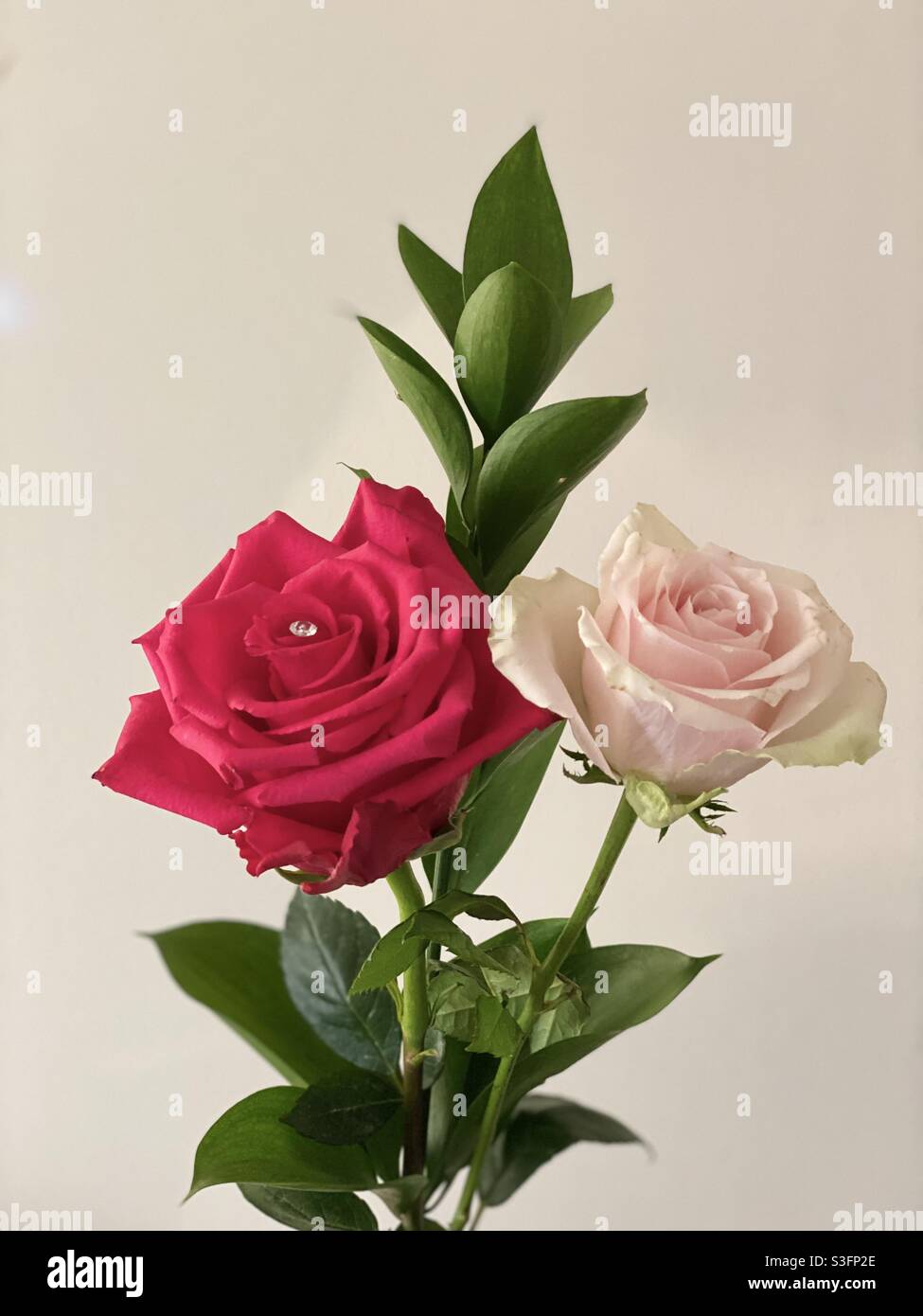 Roses rosso e rosa Foto Stock