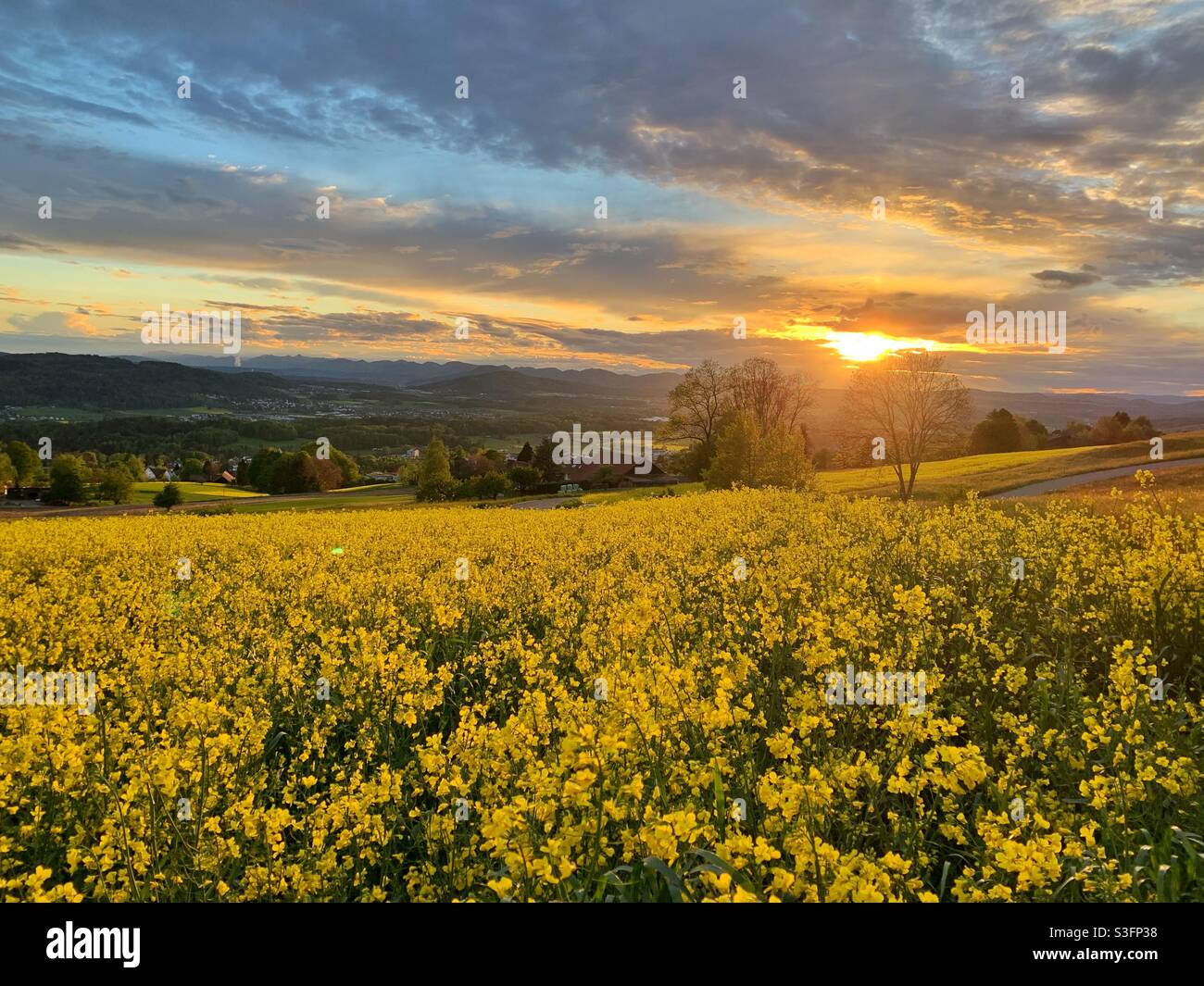 Fiori gialli campo al tramonto Foto Stock