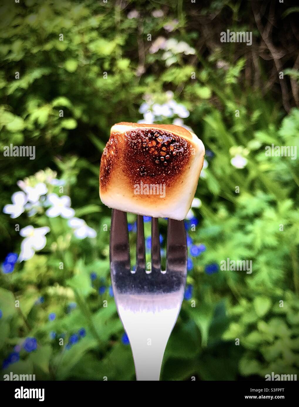 Tostato marshmallow sopra il fuoco. Foto Stock