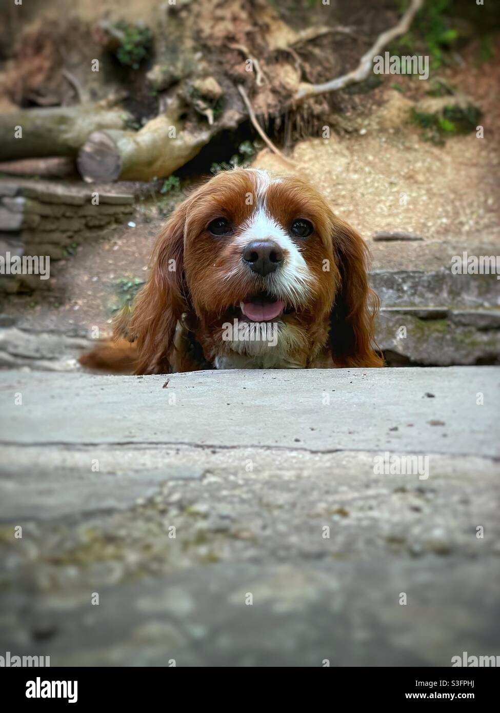 Cane Cavapoo che sbircia su un muro Foto Stock