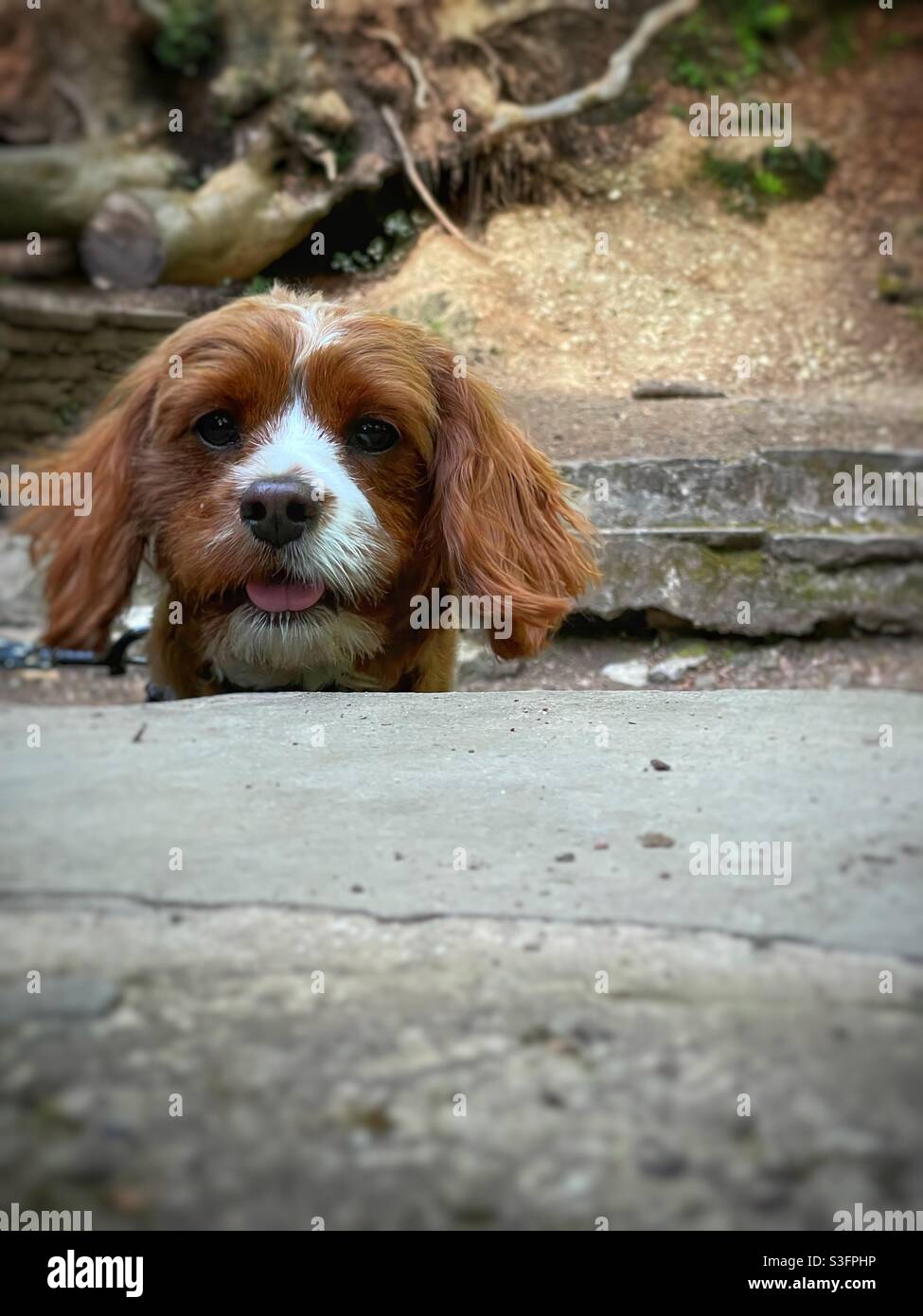 Sbircia un boo -un cane Cavapoo sbircia su un muro. Foto Stock