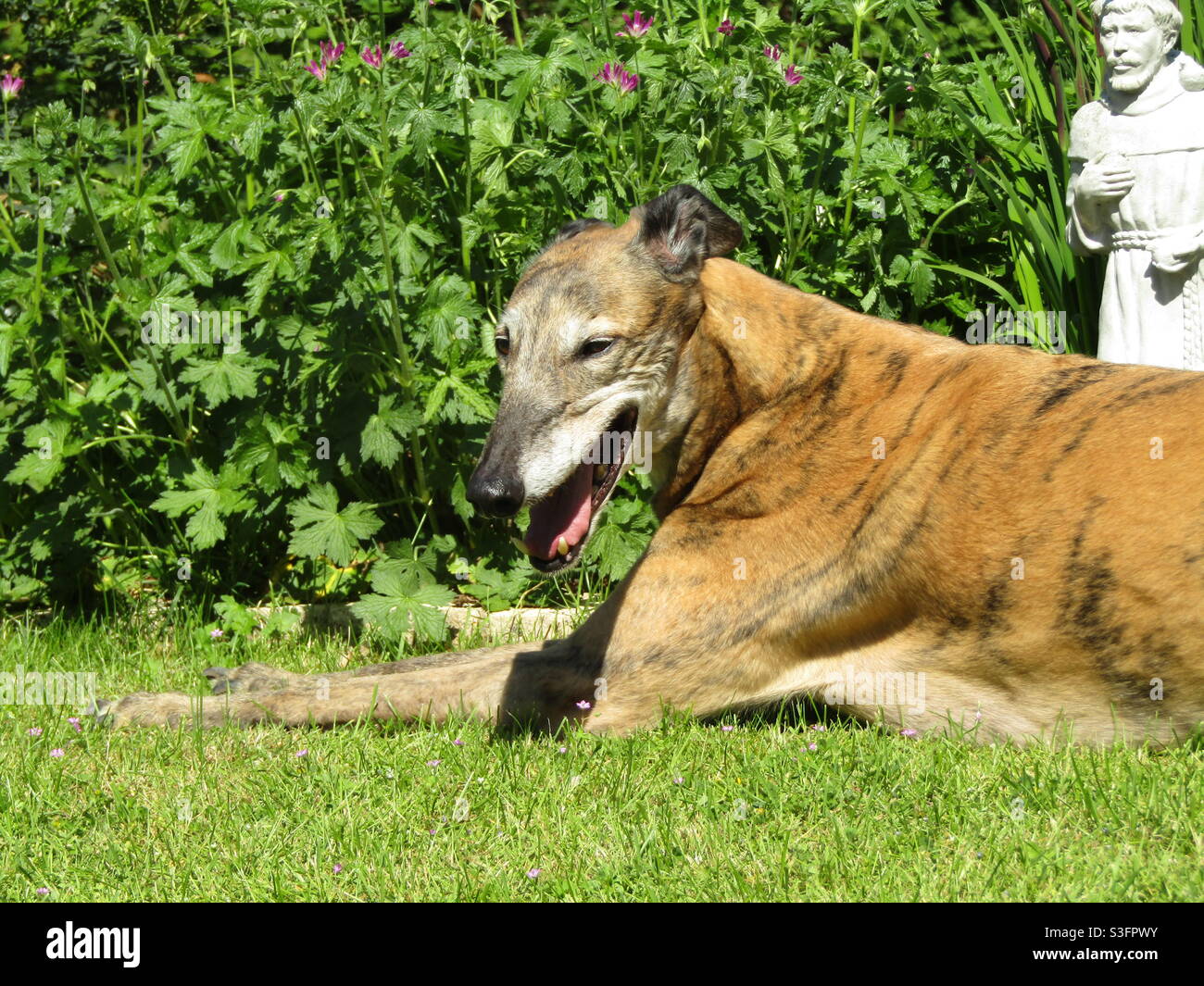 Greyhound godendo del sole Foto Stock