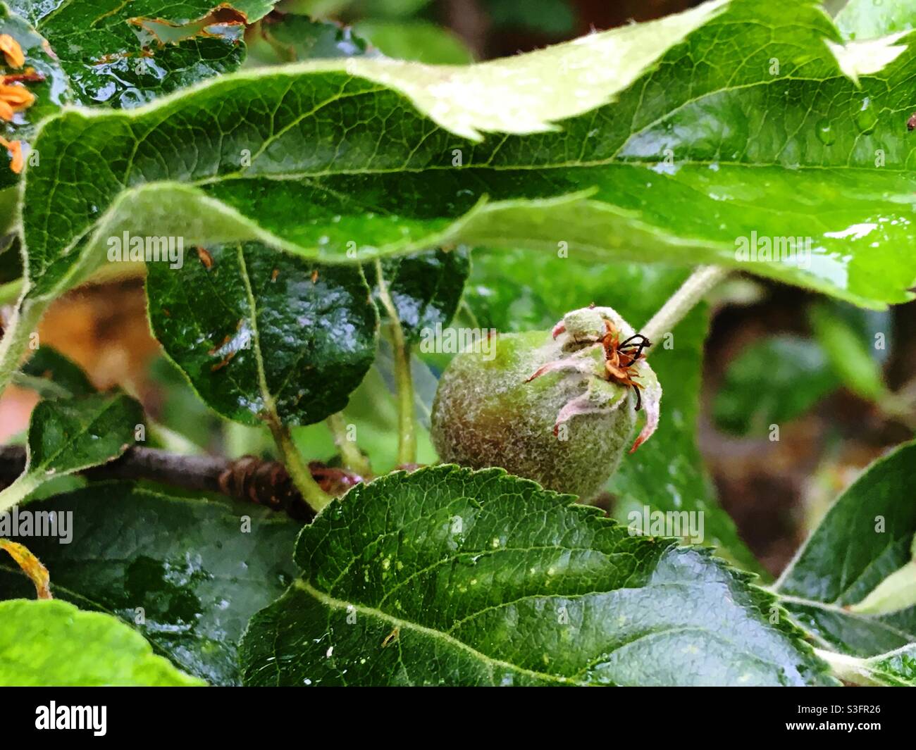 Una mela che comincia a formarsi sull'albero in primavera in Inghilterra, Regno Unito Foto Stock