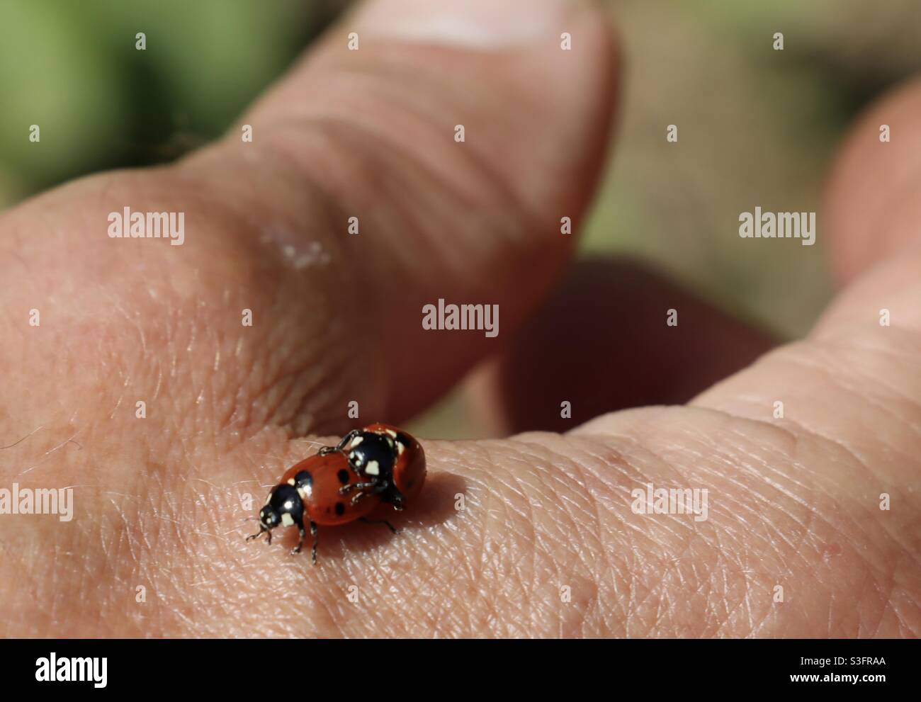 Ladybugs accoppiamento su una mano umana Foto Stock