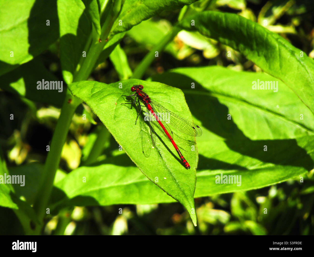 Dragonfly sulla lamina Foto Stock