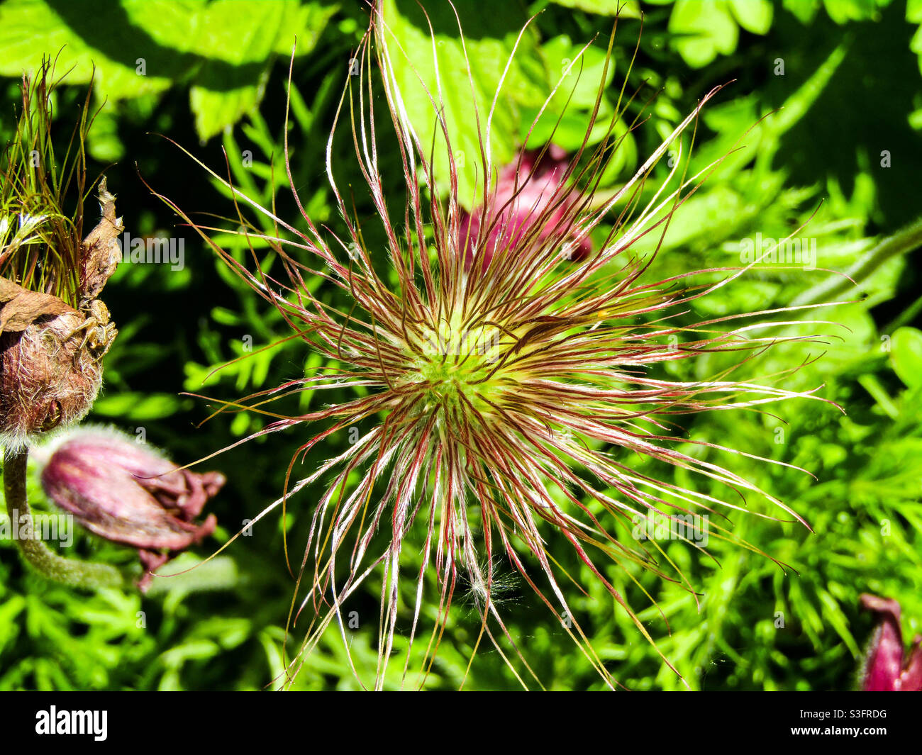 Fiore in giardino Foto Stock