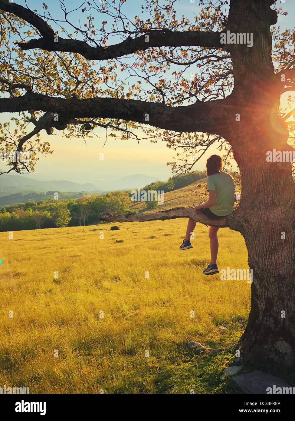 Una ragazza si siede su un arto dell'albero al bordo di un campo al tramonto Foto Stock