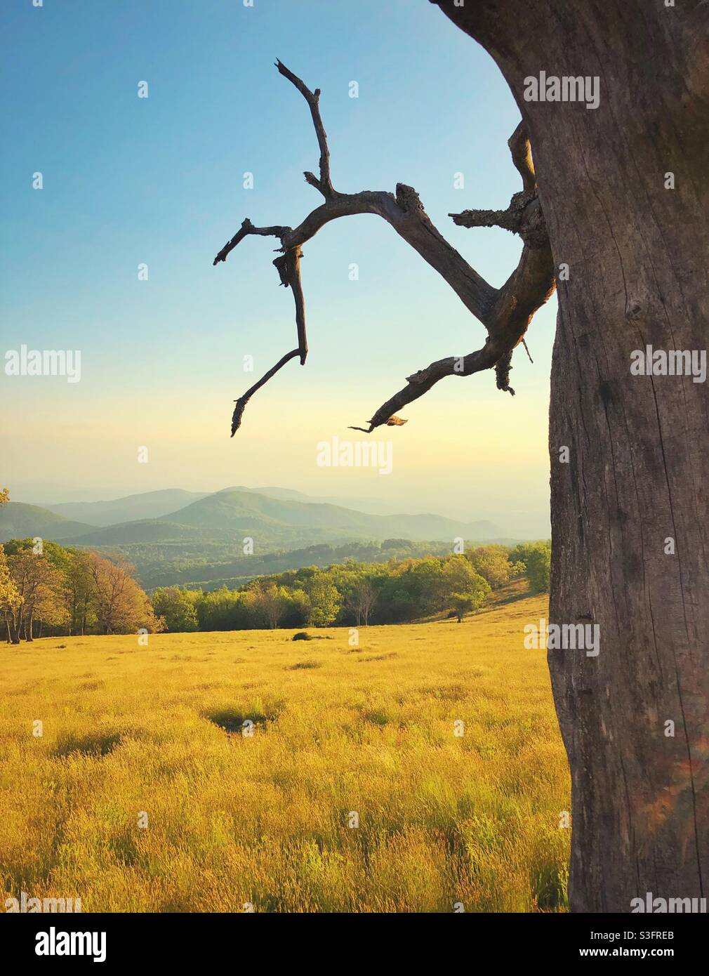 Un albero morto incornicia un paesaggio panoramico su un campo in cima a una montagna Foto Stock