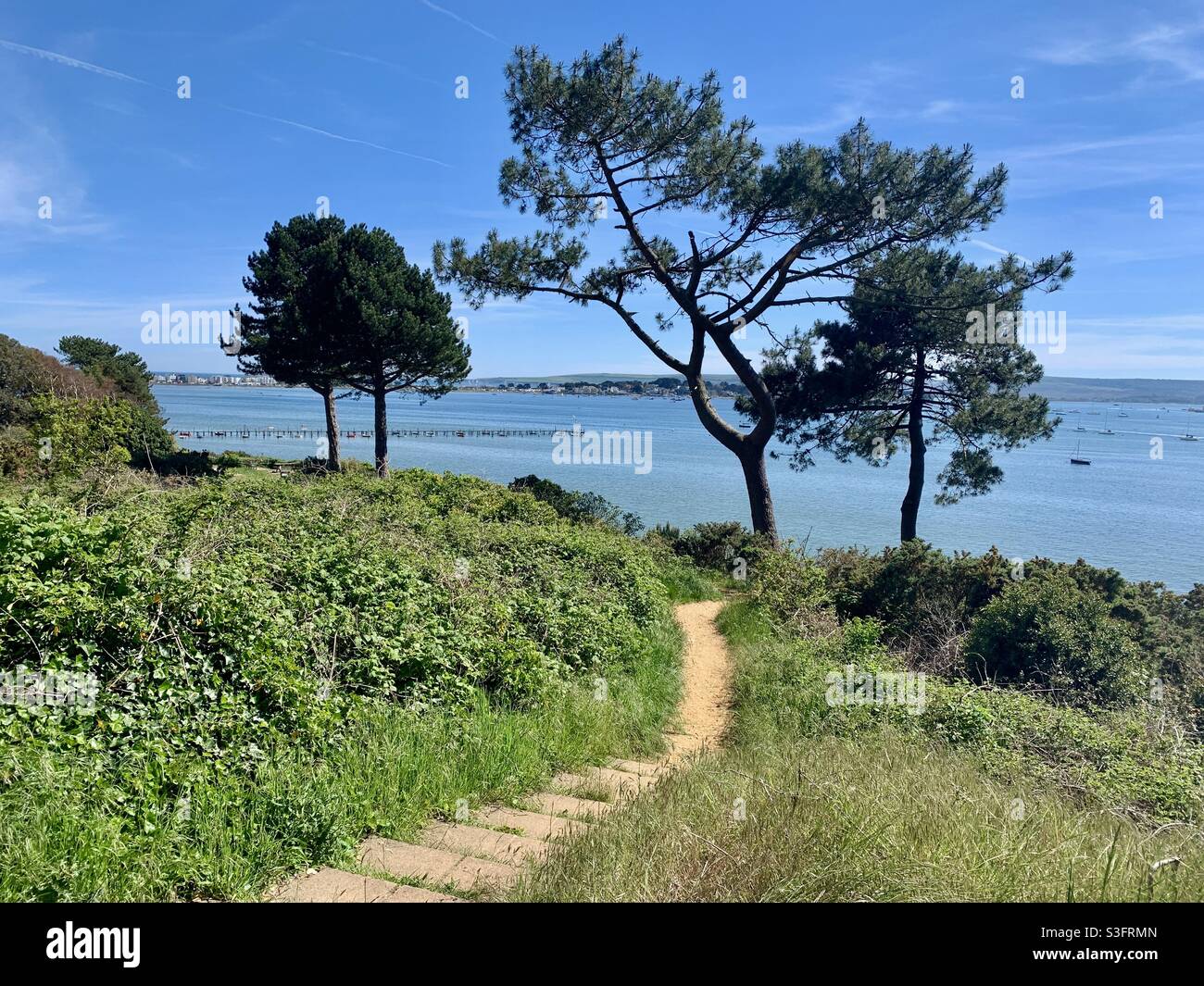 Vista dei pini lungo un sentiero lungo la costa da sera collina a Poole - Immagine stock catturata con smartphone