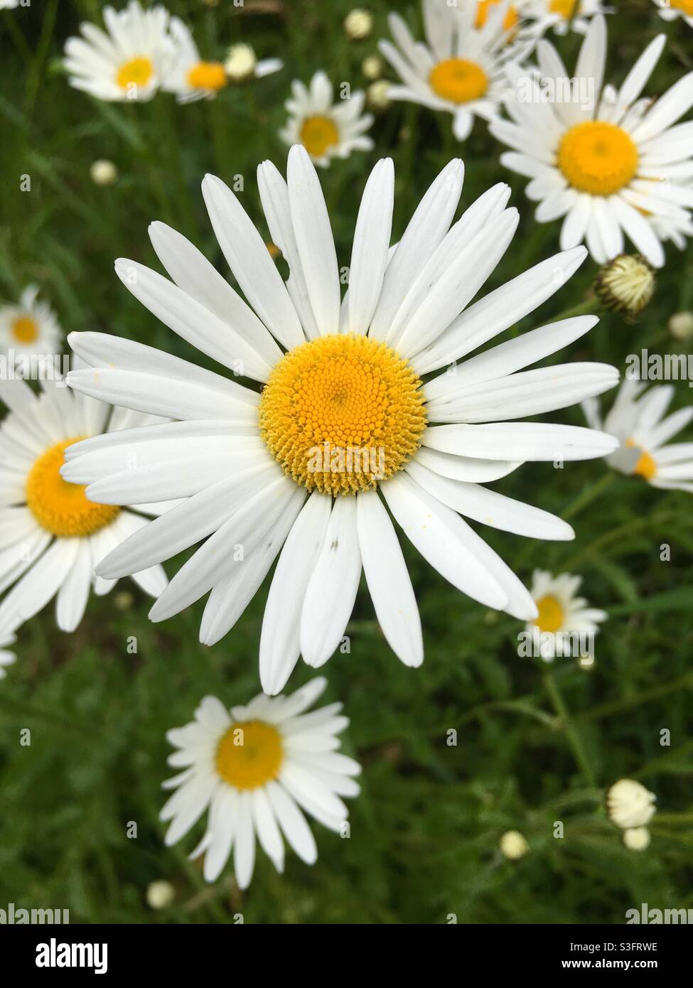 Bianco e giallo Oxeye Daisy fiori selvatici inglesi Foto Stock