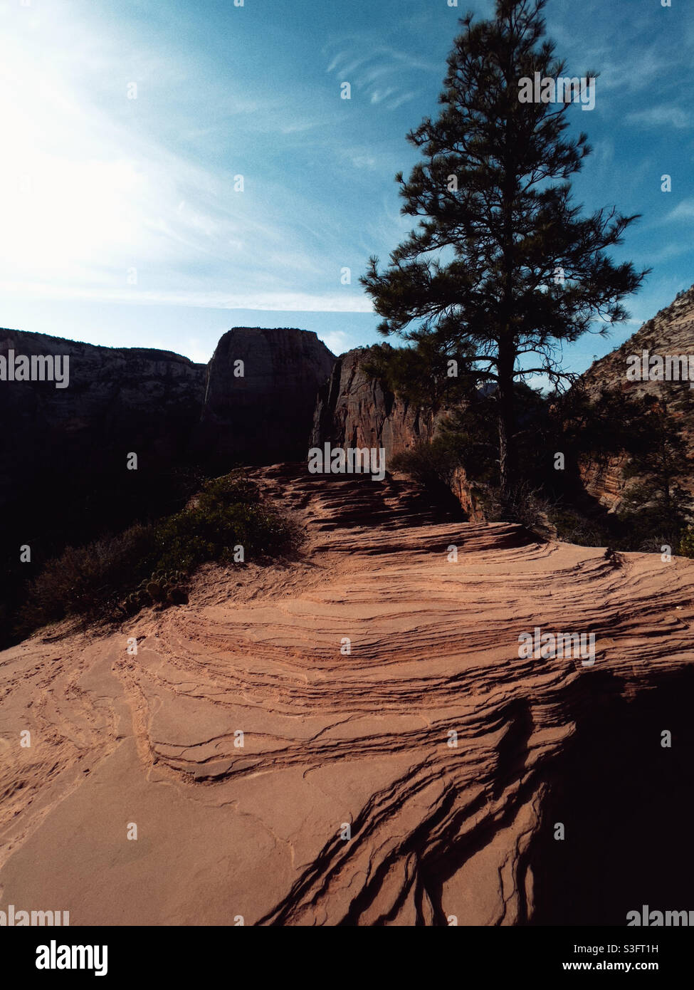 Cielo, alberi e rocce al parco nazionale di Zion Foto Stock