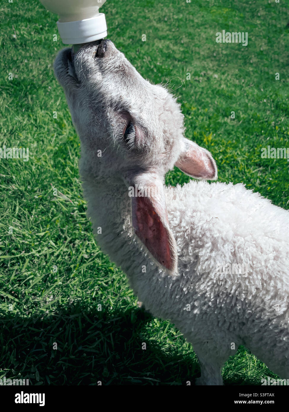 Biberon per l'alimentazione di un agnello di quattro settimane Foto Stock