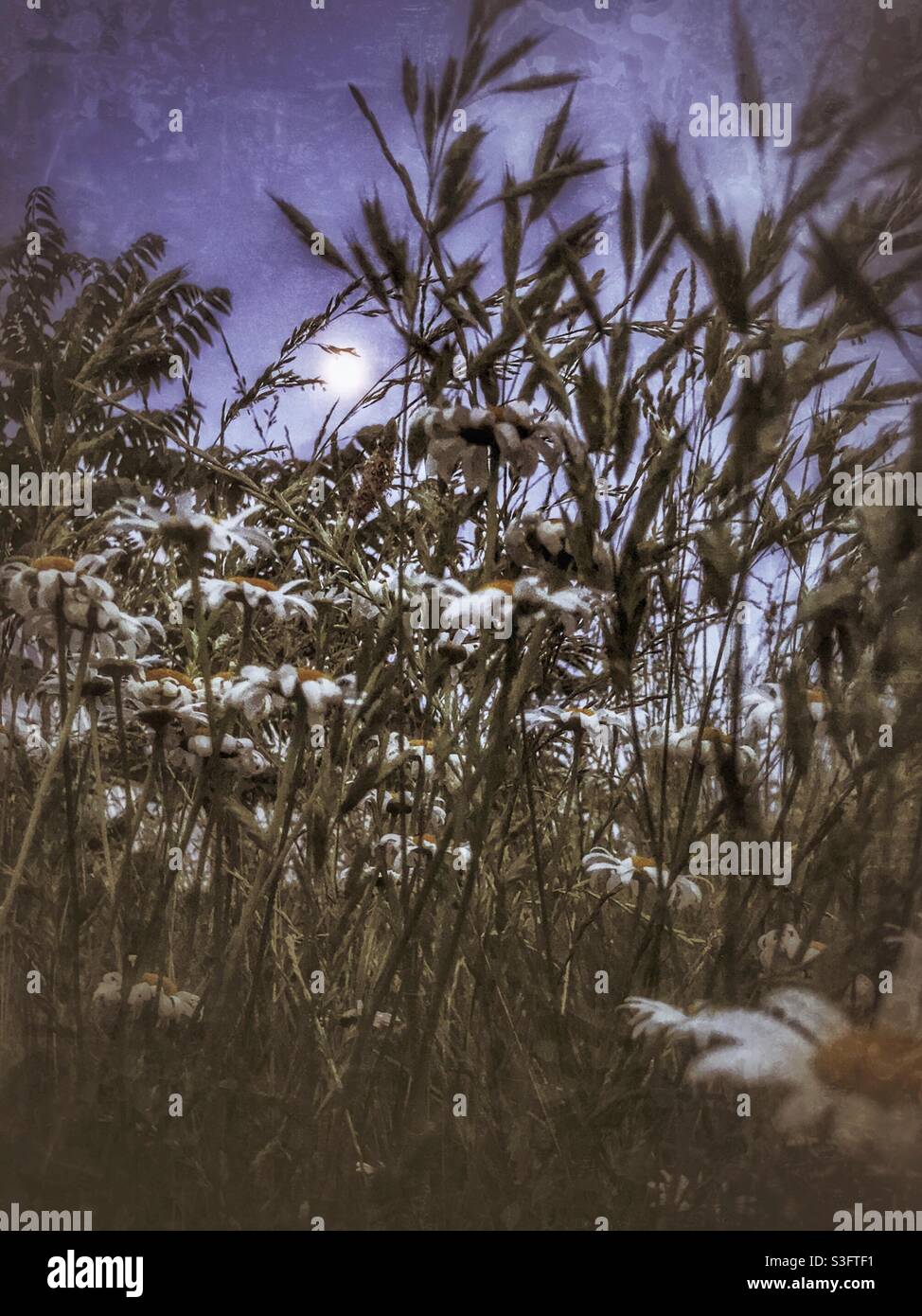 Luna piena su un cerotto di margherite in primavera, Carolina del Nord Foto Stock