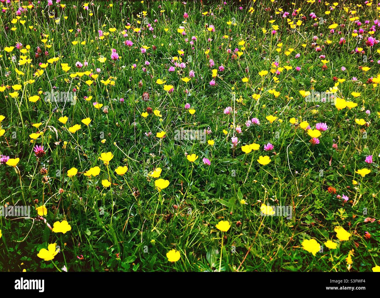 Fiori selvatici nel Wiltshire, Inghilterra Foto Stock