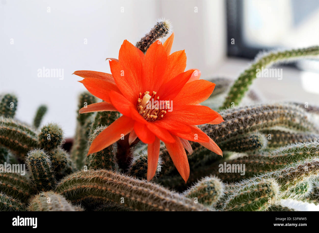 fiore aperto di aporocactus alla luce del giorno Foto Stock