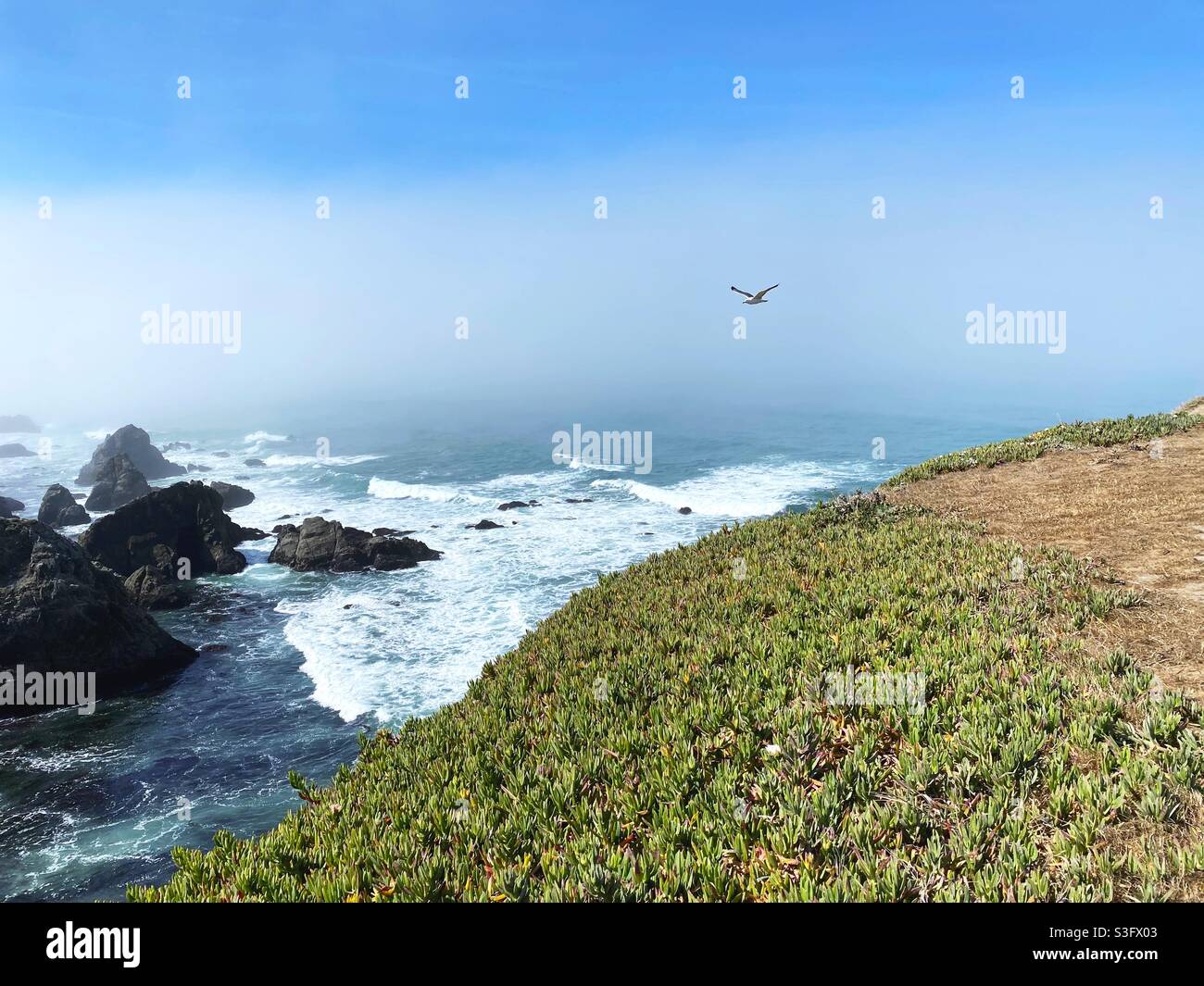 Nebbia sull'oceano a Bodega Head in California. Foto Stock