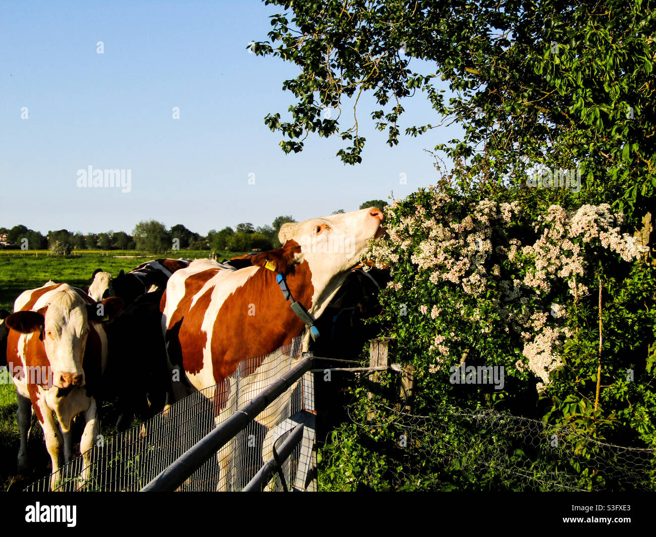 Mucca che mangiare Hedge Foto Stock