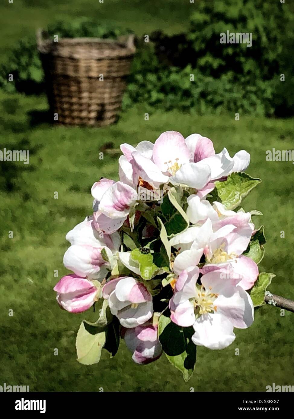 Apple fiorisce a maggio o in primavera. Arboga, Svezia. - Immagine stock catturata con smartphone