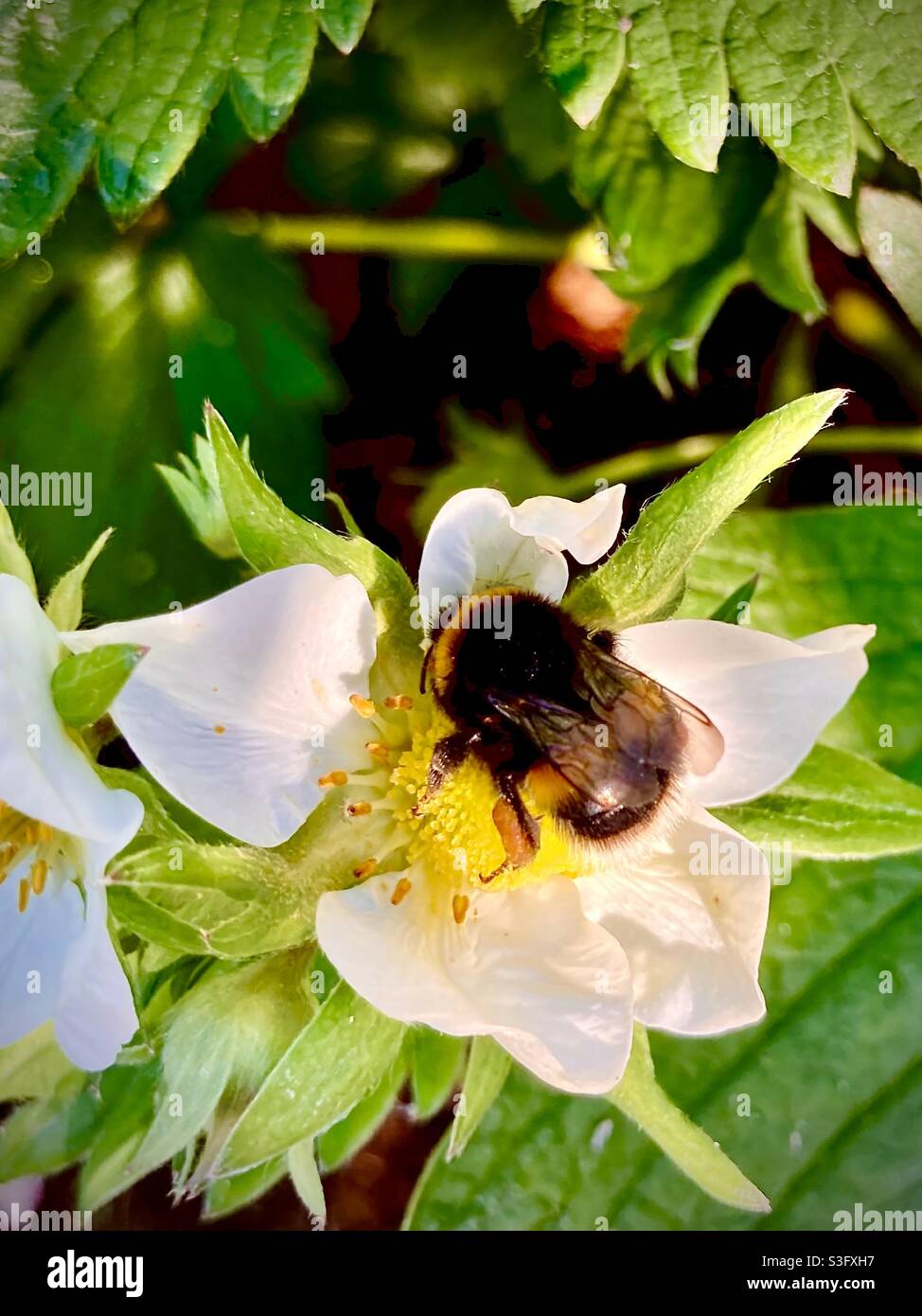Bella ape, raccogliendo polline sontuoso sulla pianta di fragola. Foto Stock